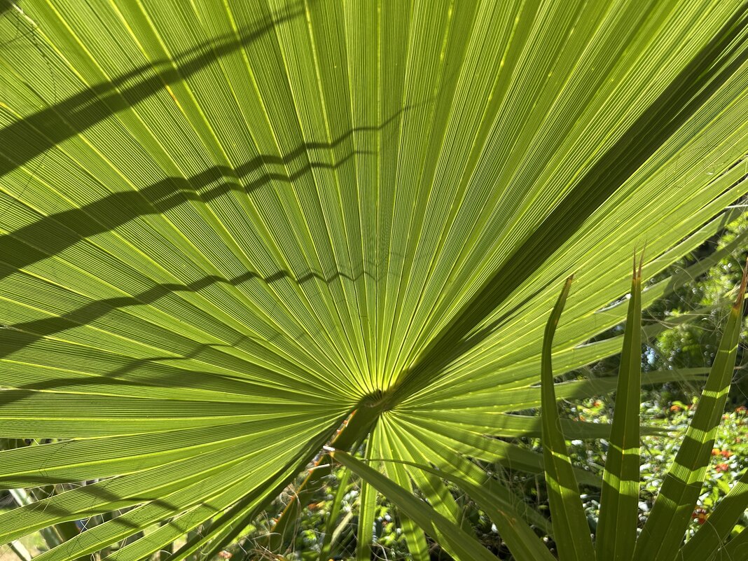 "Зонтик" - Олег 