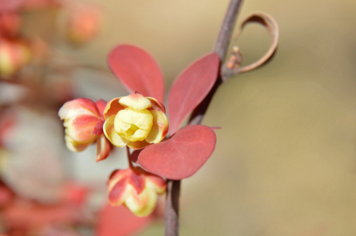 Барбарис - Надежда Куркина 