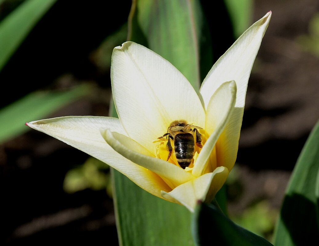 Весна! - Aleksandr .