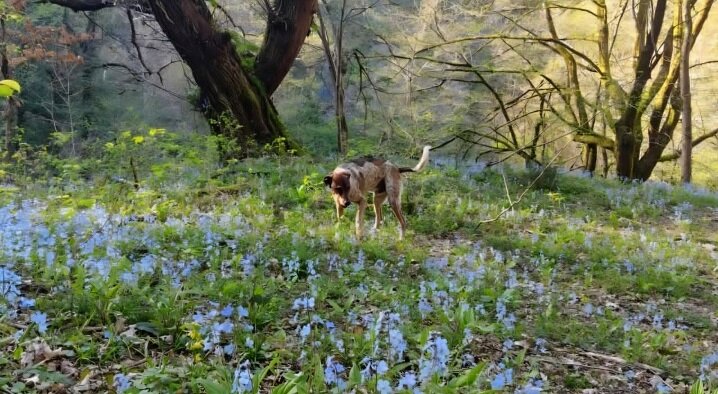 Бади - Tata Wolf