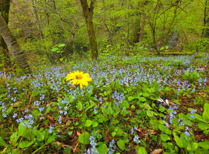 Прогулка в лесу - Tata Wolf