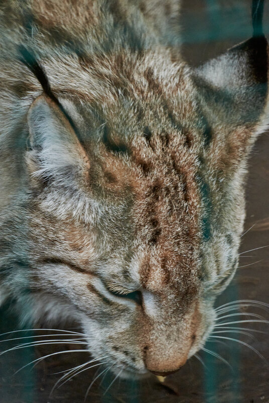 РЫсь - Александр Леонов