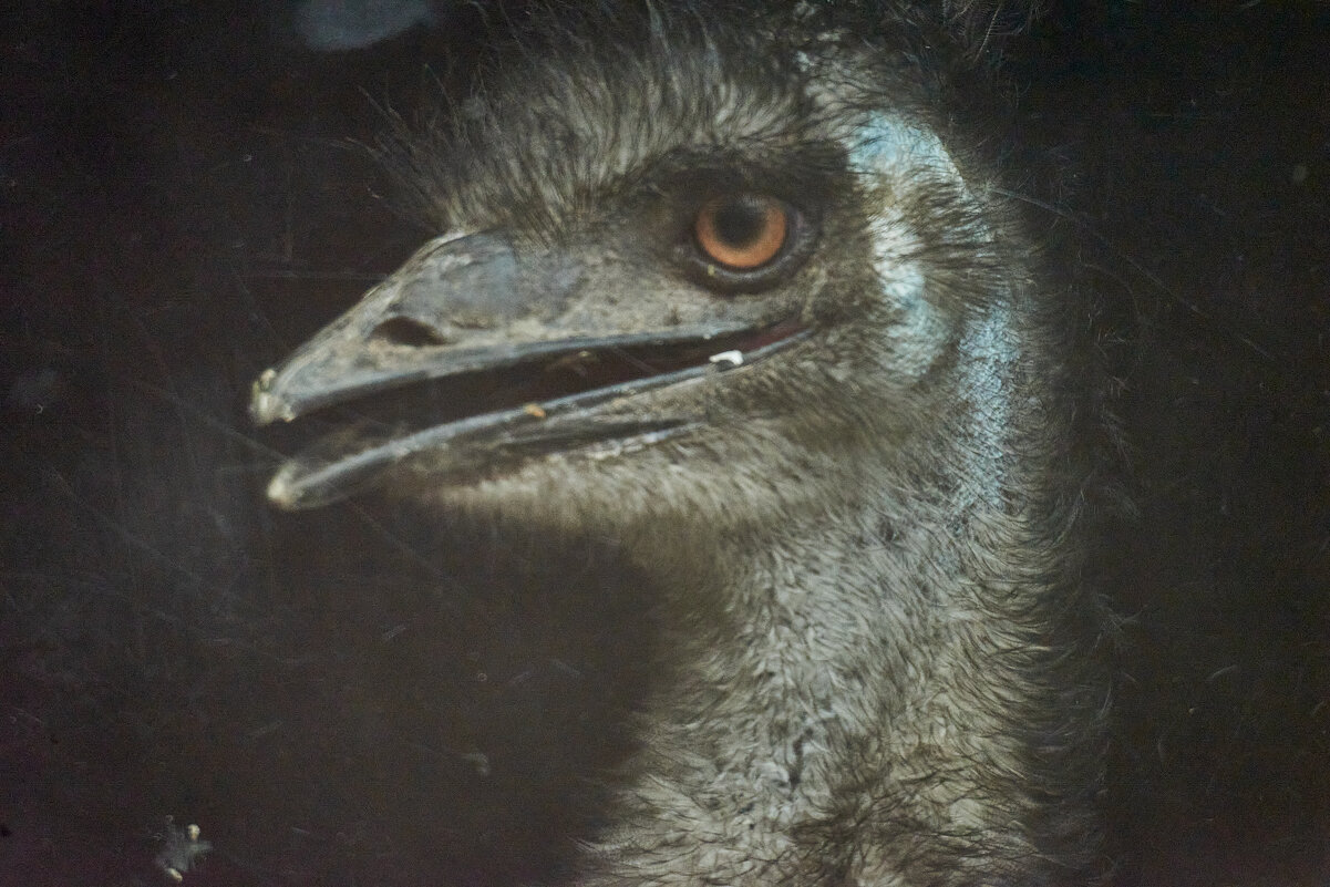 Эму - Александр Леонов