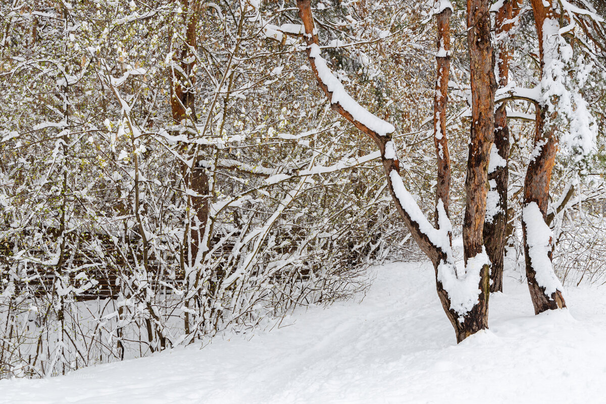 Снежная природа апреля - Александр Синдерёв