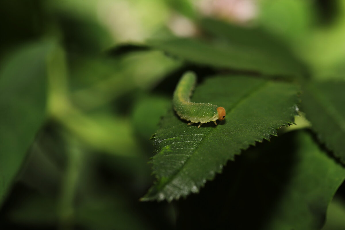 Гусеница - Татьяна Салиева