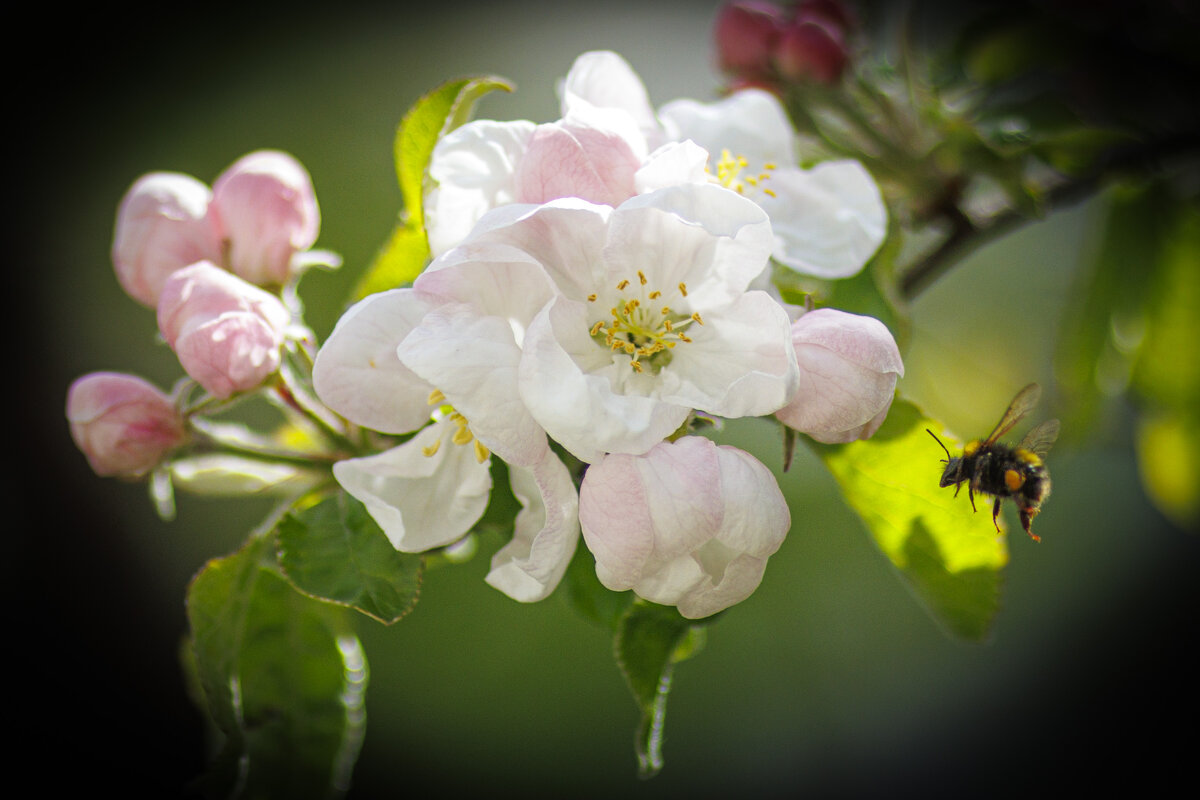 Яблони в цвету - Светлана Тихонина
