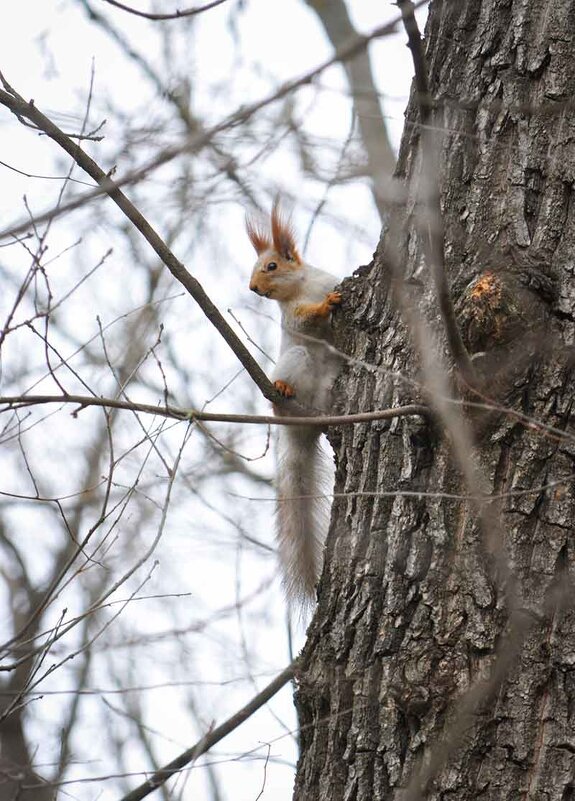 ) - Алефтина 