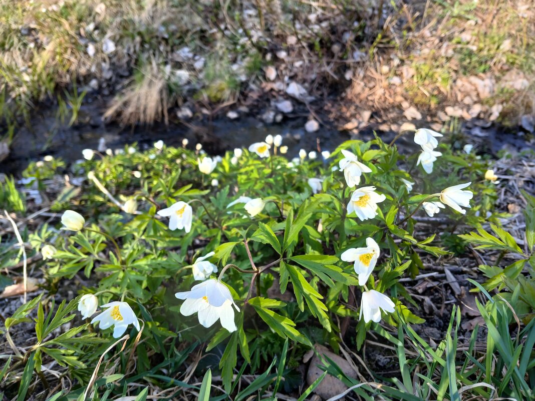 Освещённые солнцем. - Лия ☼