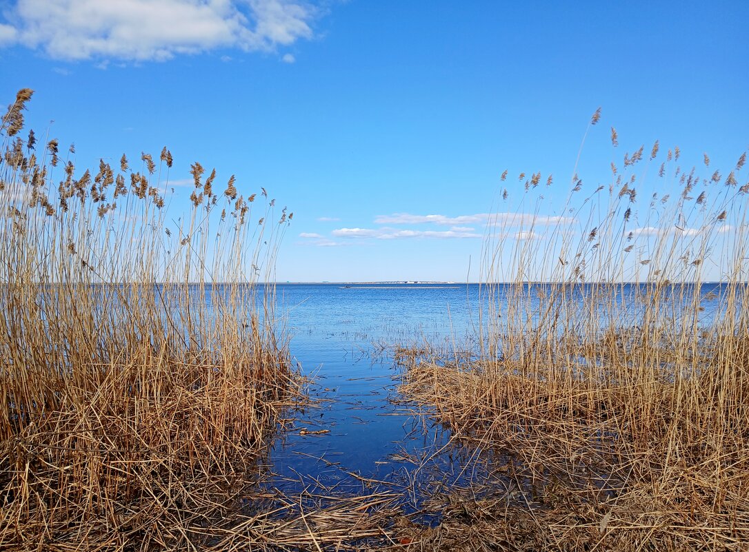 Камыши на берегу Финского залива. - Лия ☼