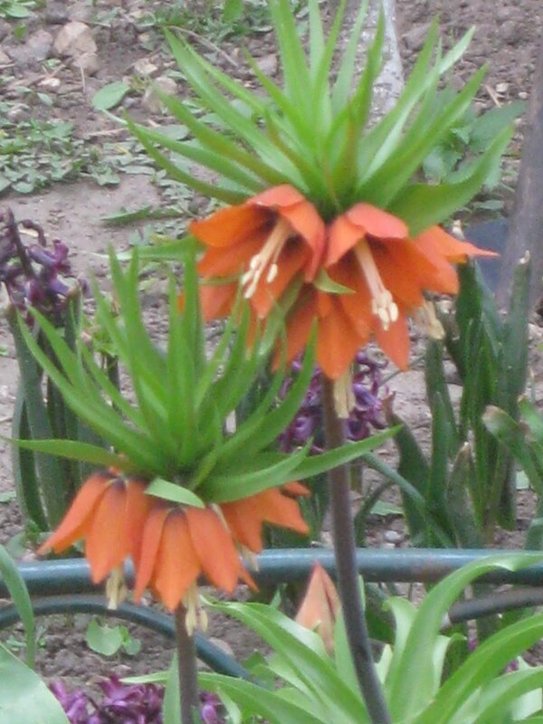 Рябчик императорский - Дмитрий Никитин