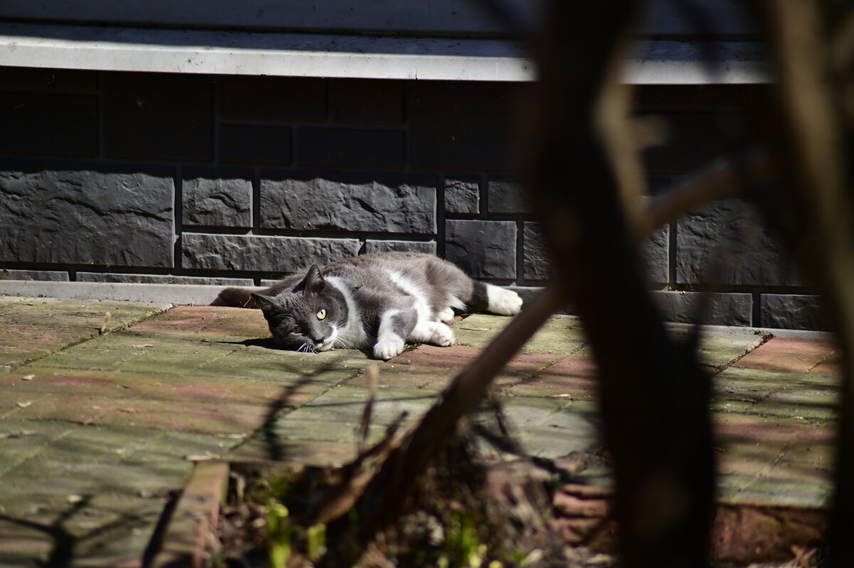 Σ - Константин Сафронов