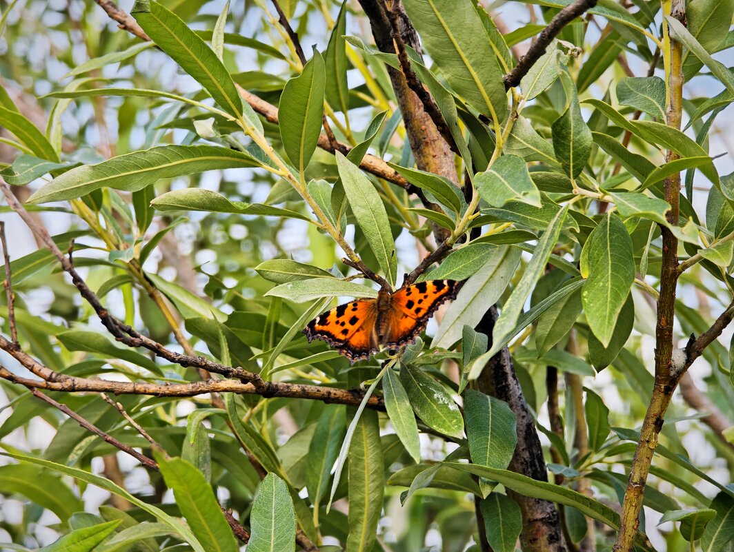Лето... Бабочка - Александр 