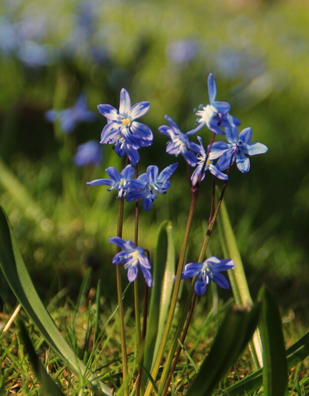 Расцвели весной пролески,улыбаясь небесам! - Татьян@ Ивановна