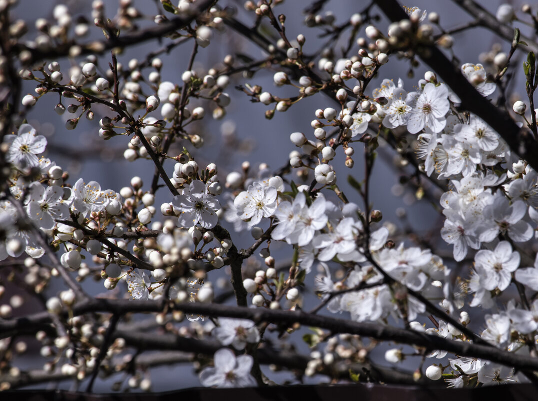 Цветение. - Николай 