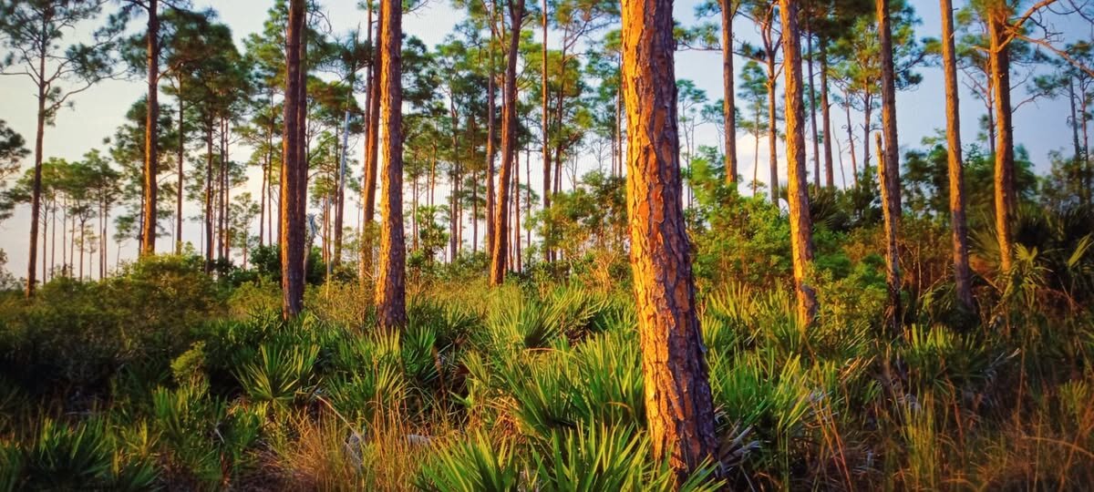 Просыпается и Лес ... - Валерий Кокорев