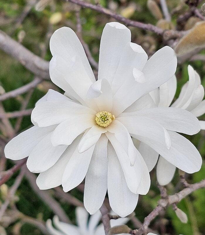 Магнолия - Михаил Свиденцов