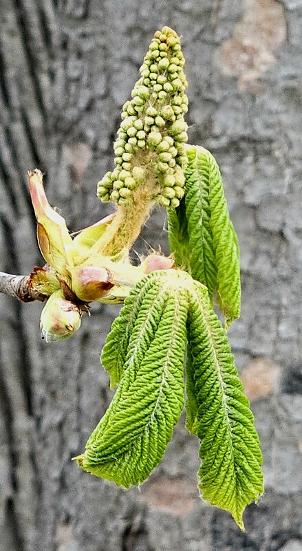 Каштан - Михаил Свиденцов