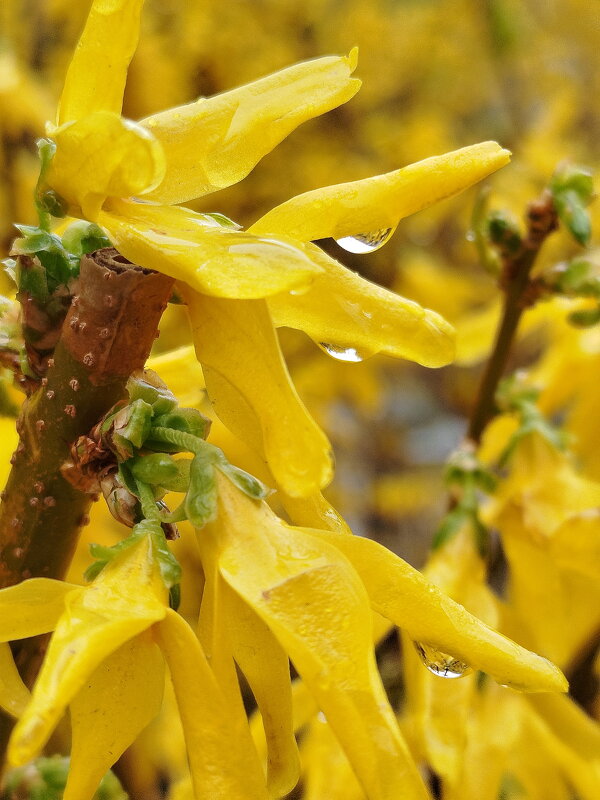 Форсайтия под дождем - Александр Чеботарь