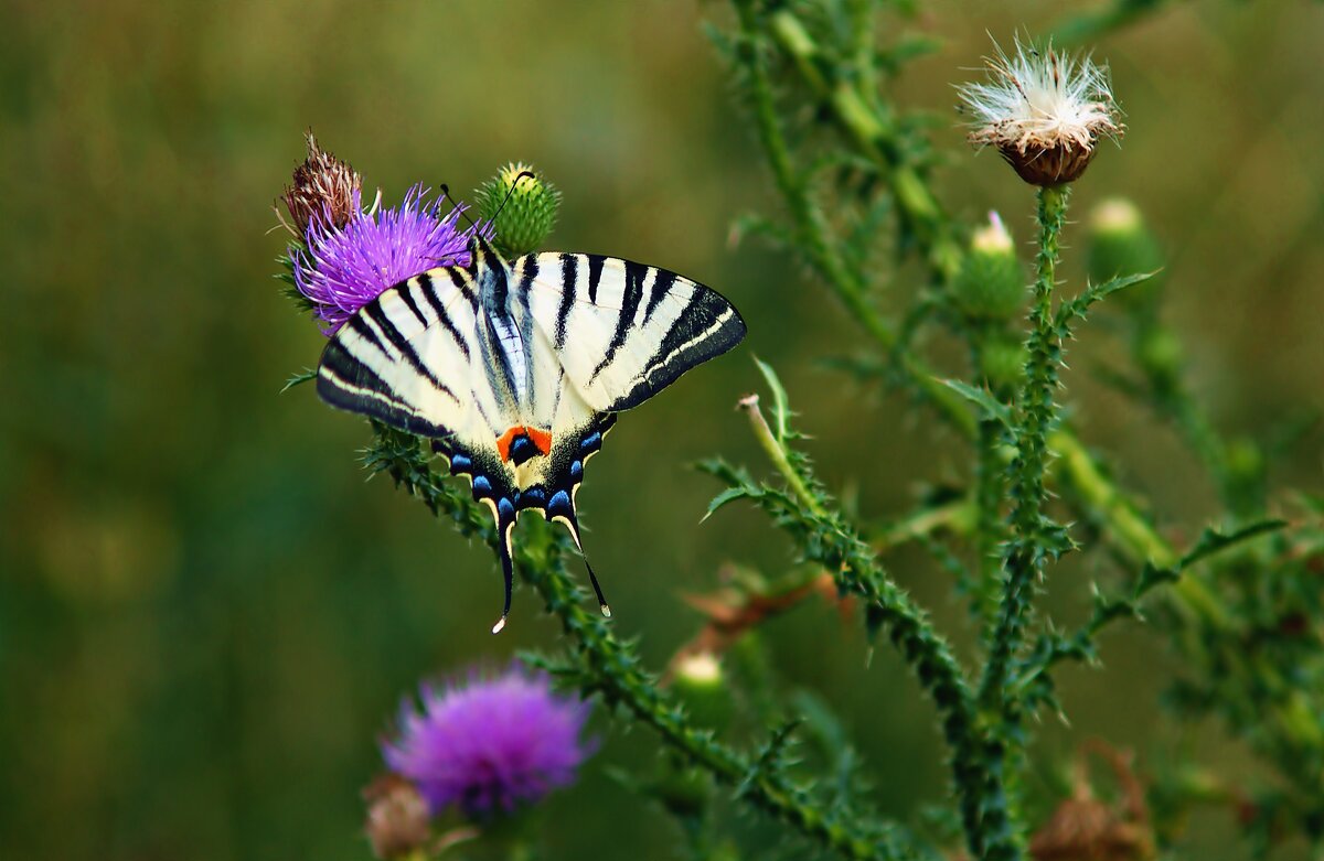Парусник - Олег Кабанец