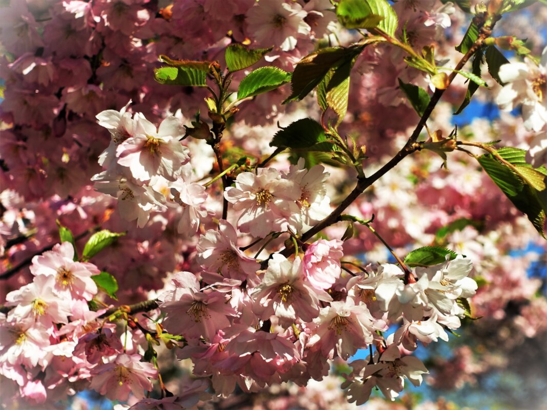 Цветущая сакура - Aida10 