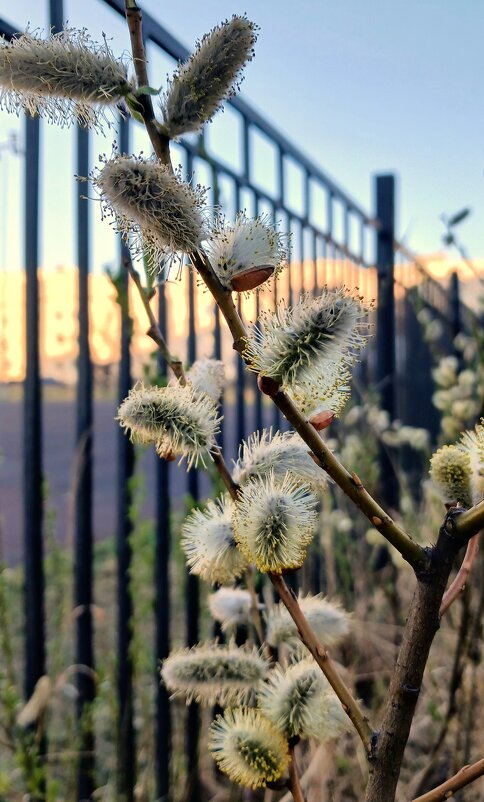 Природа в апреле - Наталья Герасимова