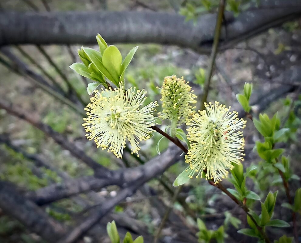 Природа в апреле - Наталья Герасимова