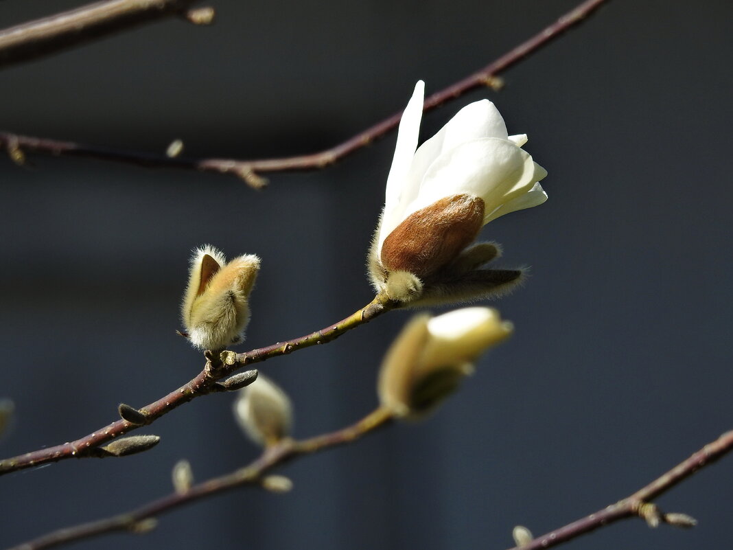 магнолия - ИННА ПОРОХОВА