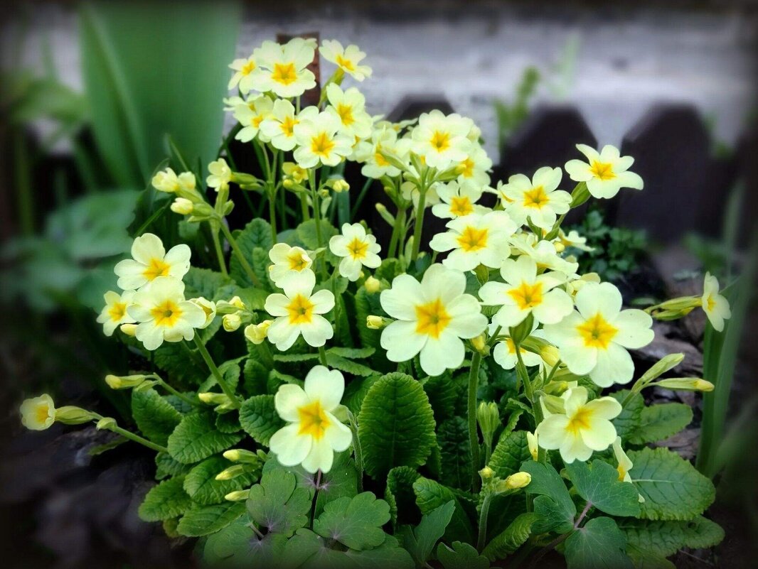 Нежность примулы - Елена Сухорученкова