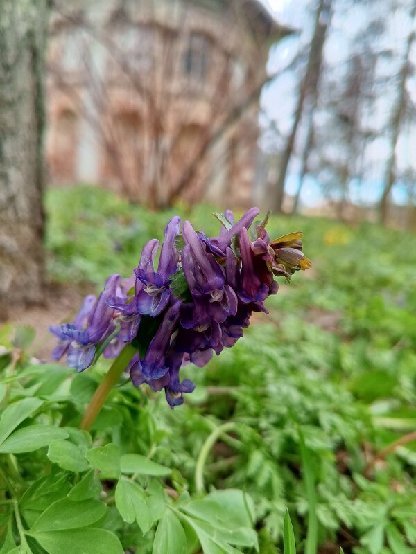 Хохлатка - Сапсан 