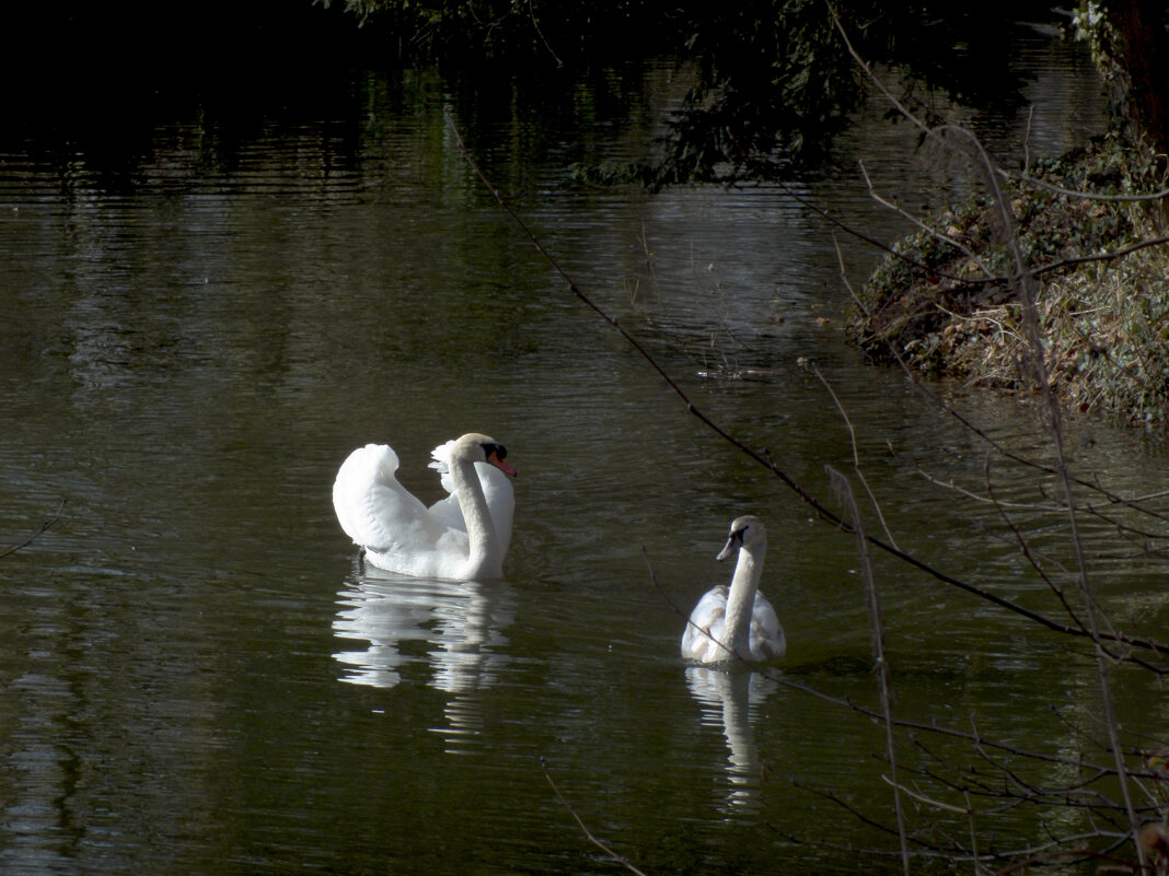 Признание в любви - Valziwa 