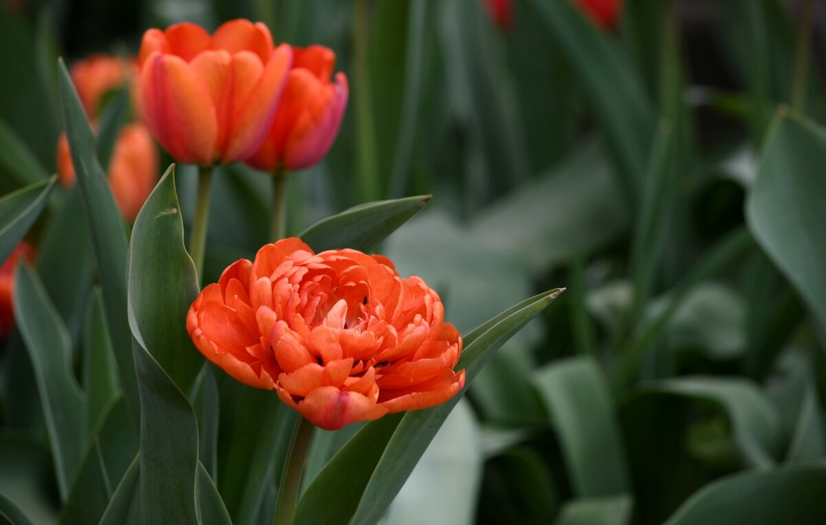 Тюльпаны - Татьяна Евдокимова