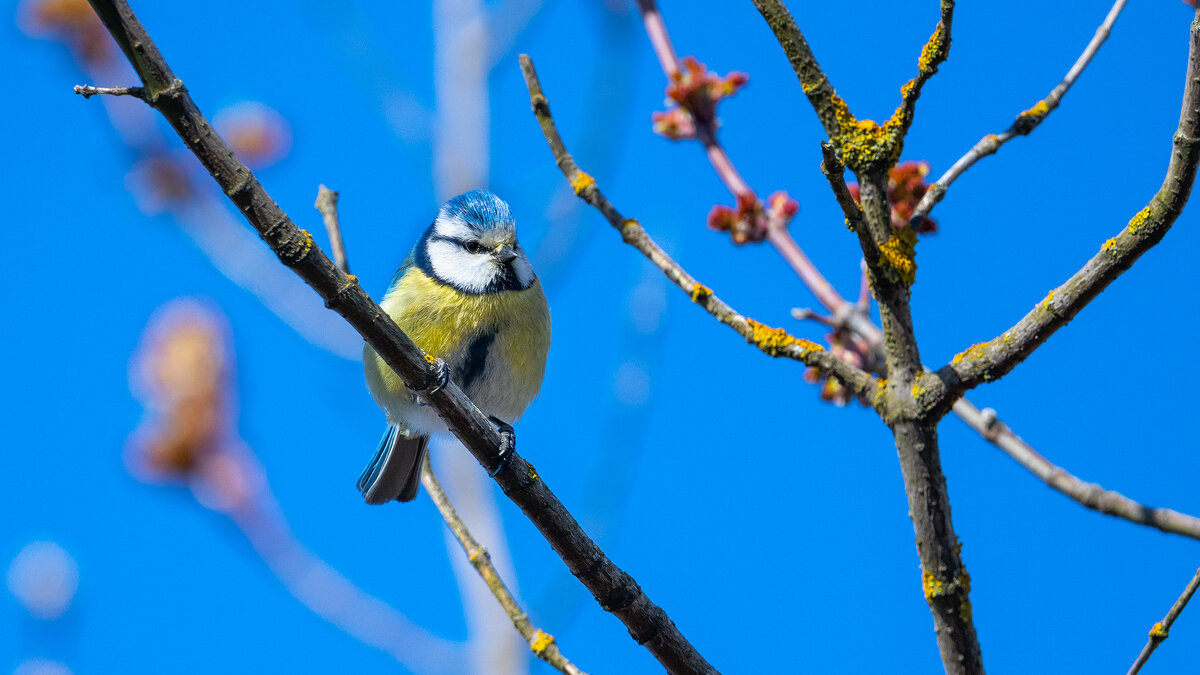 Лазоревка - Владимир Лазарев