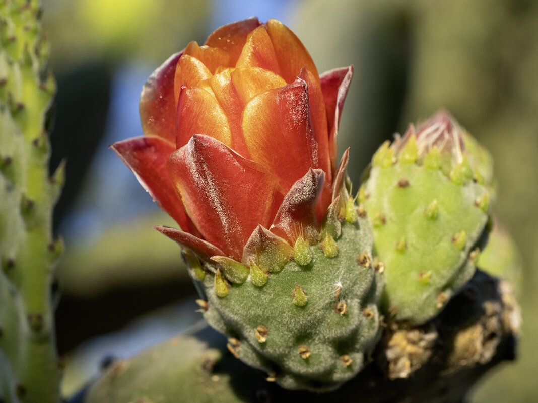 Опунция. - Alexander Amromin