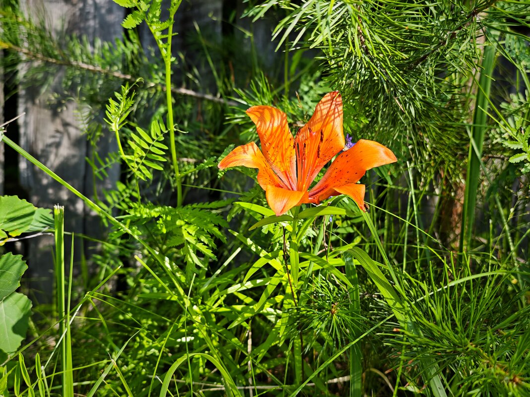 Лето... Цветок - Александр 