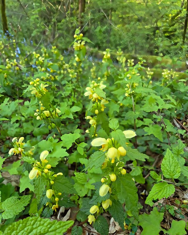 Яснотка зеленчуковая - Tata Wolf