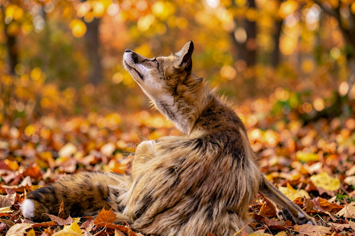 Опасность - Александр Силинский