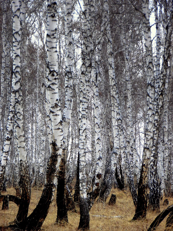 Апрель в берёзовом лесу. - nadyasilyuk Вознюк