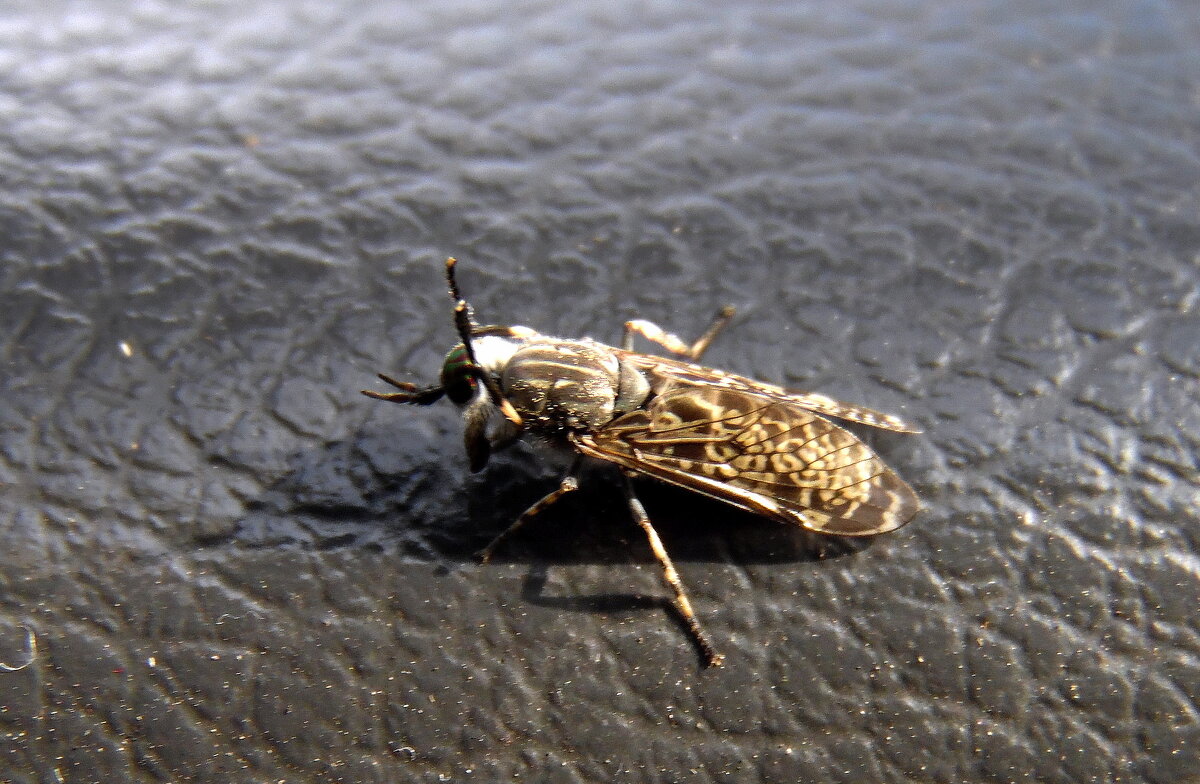 К4то-то  в гости прилетел. - nadyasilyuk Вознюк