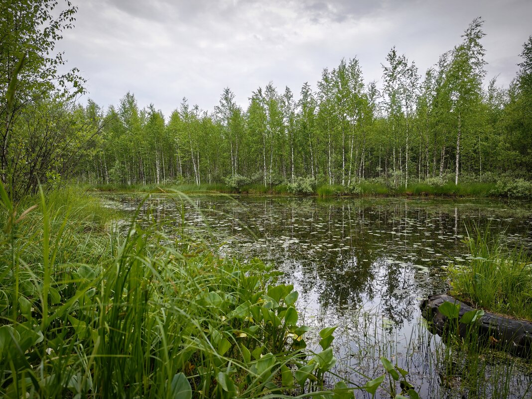Пасмурный день у пруда - Александр 