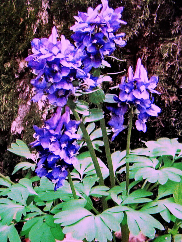 Хохлатка - Людмила Смородинская