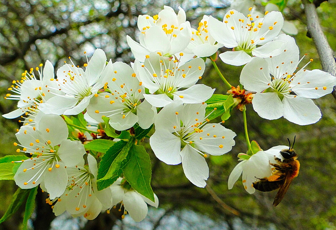 Весна! - Марина Леонидовна