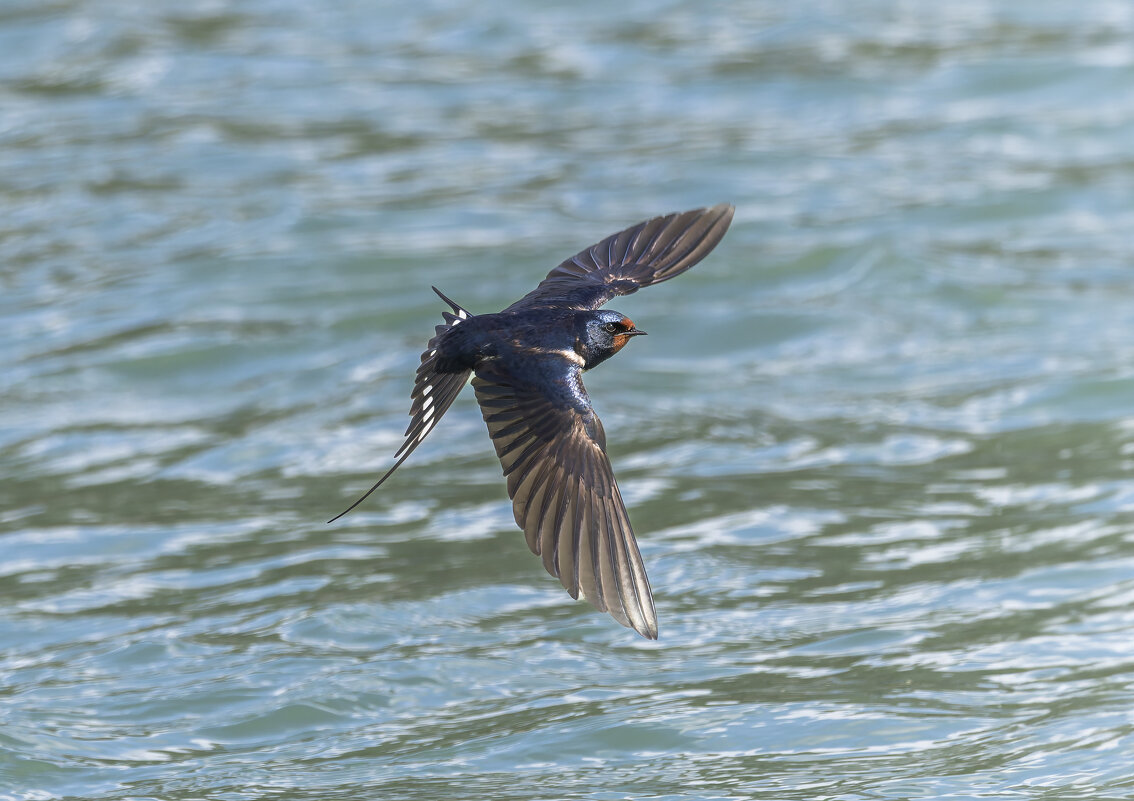 ласточка деревенская. - юрий макаров