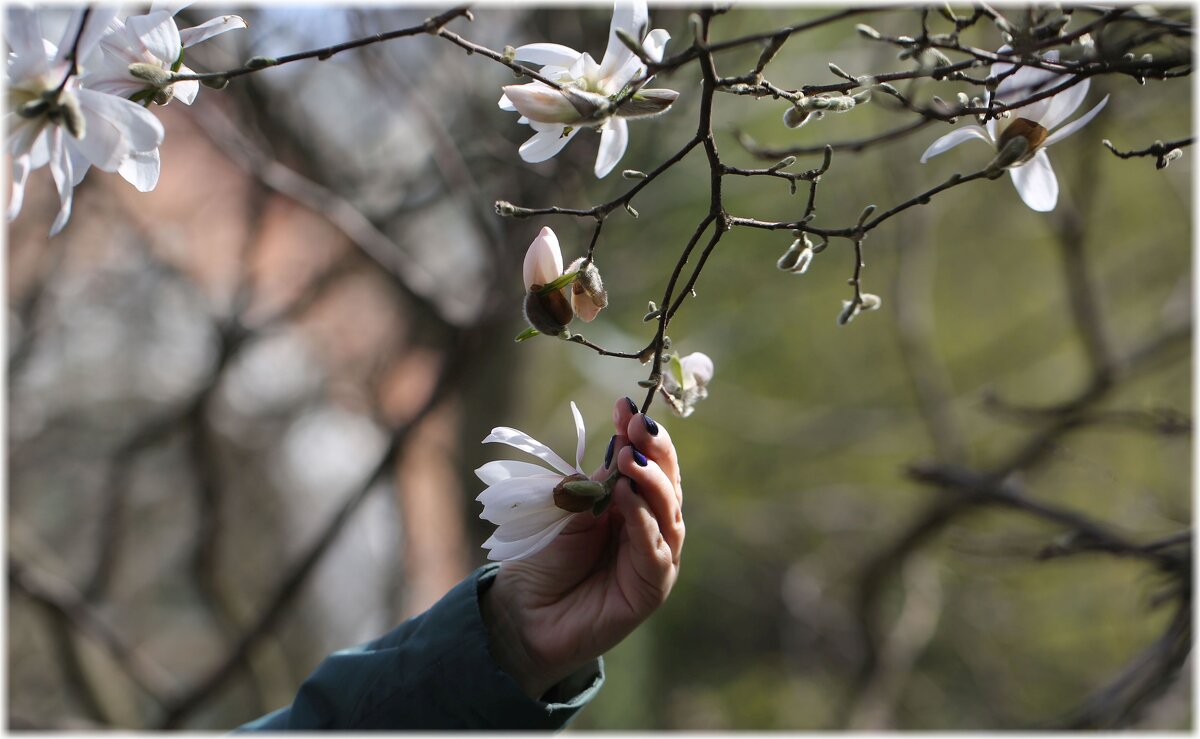 Прикоснуться к красоте - ZNatasha -