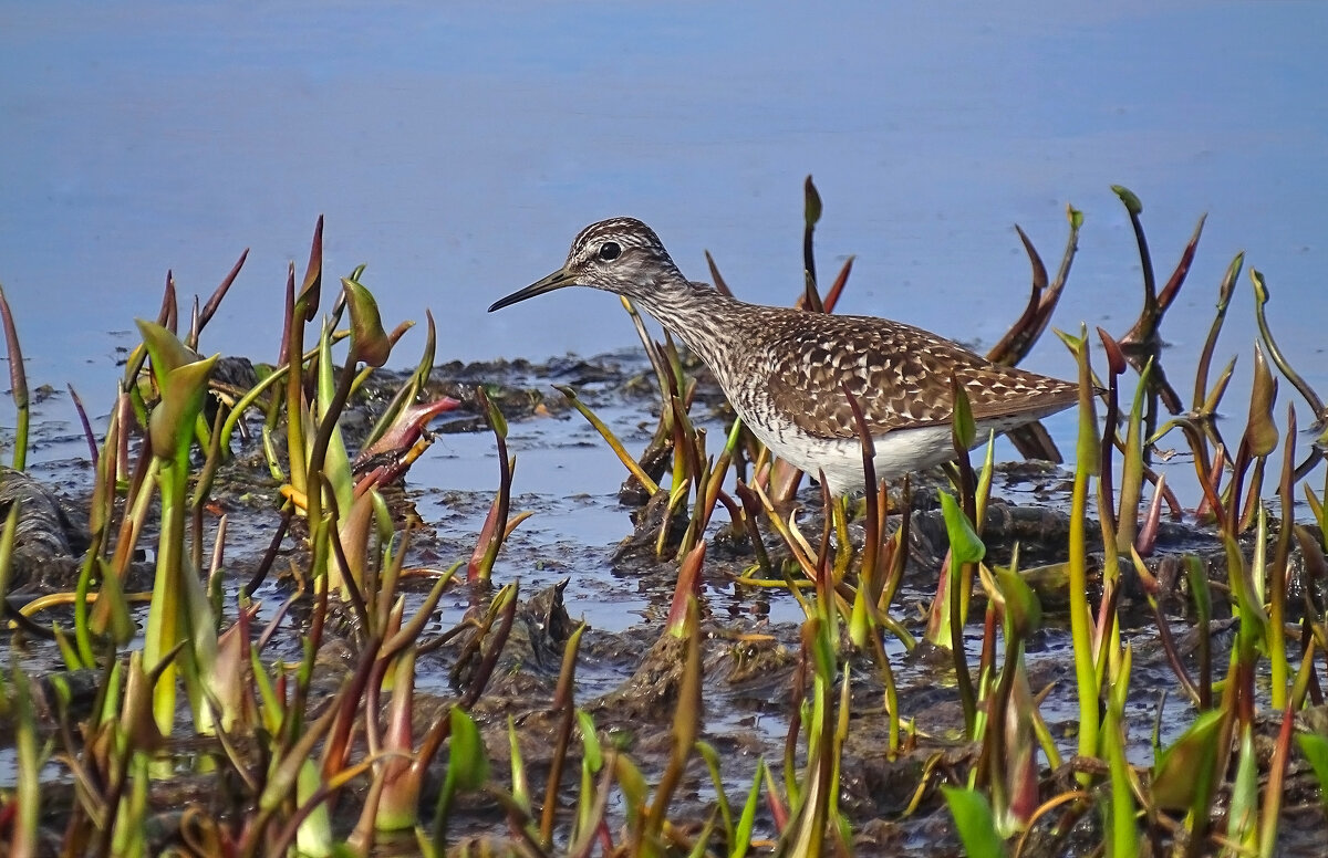 Фифи - Valentina K