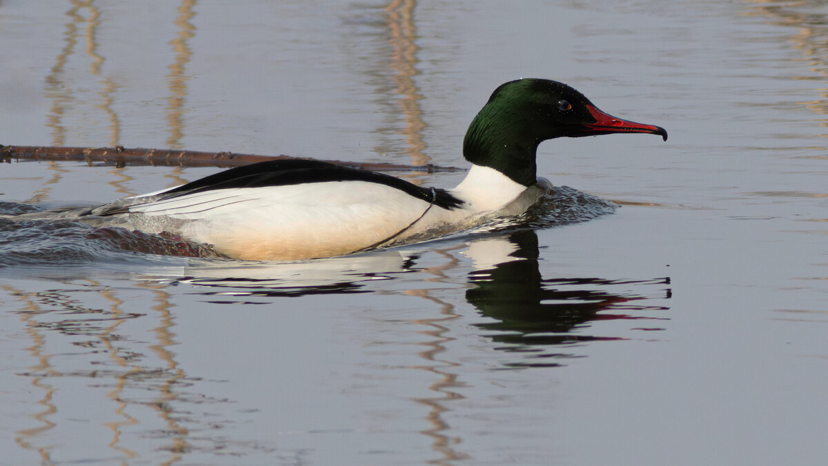 большой крохаль - Георгий Бондаренко