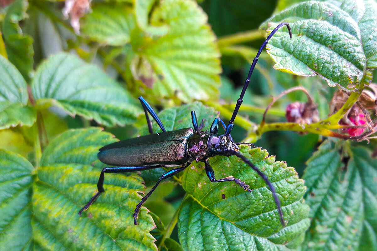 Усач мускусный - Сергей Сомихин