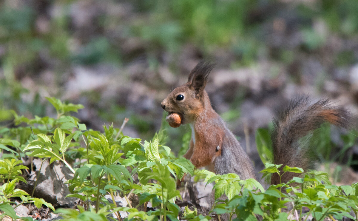 *** - Владимир Безбородов