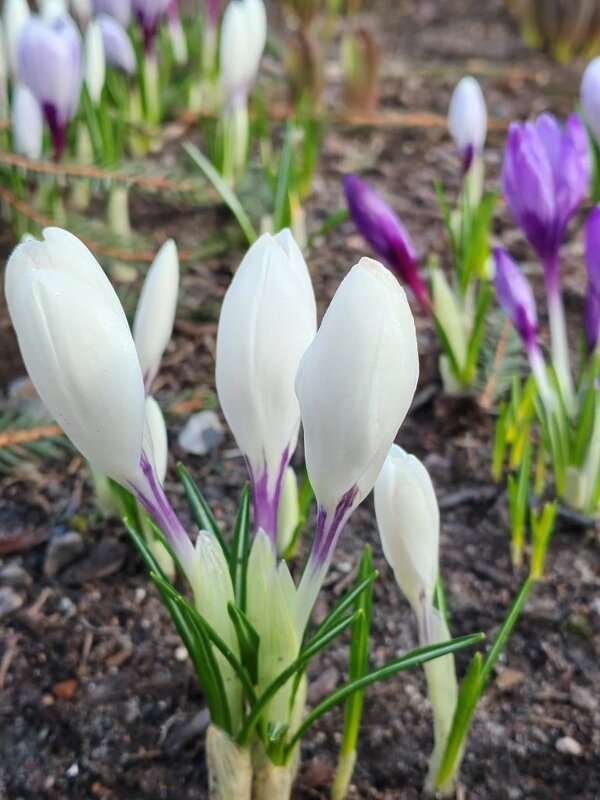 Весеннее - Елена Семигина