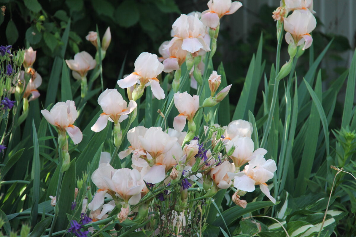 ИРИСОВАЯ СВЕЖЕСТЬ ЛЕТА... - Валентина 