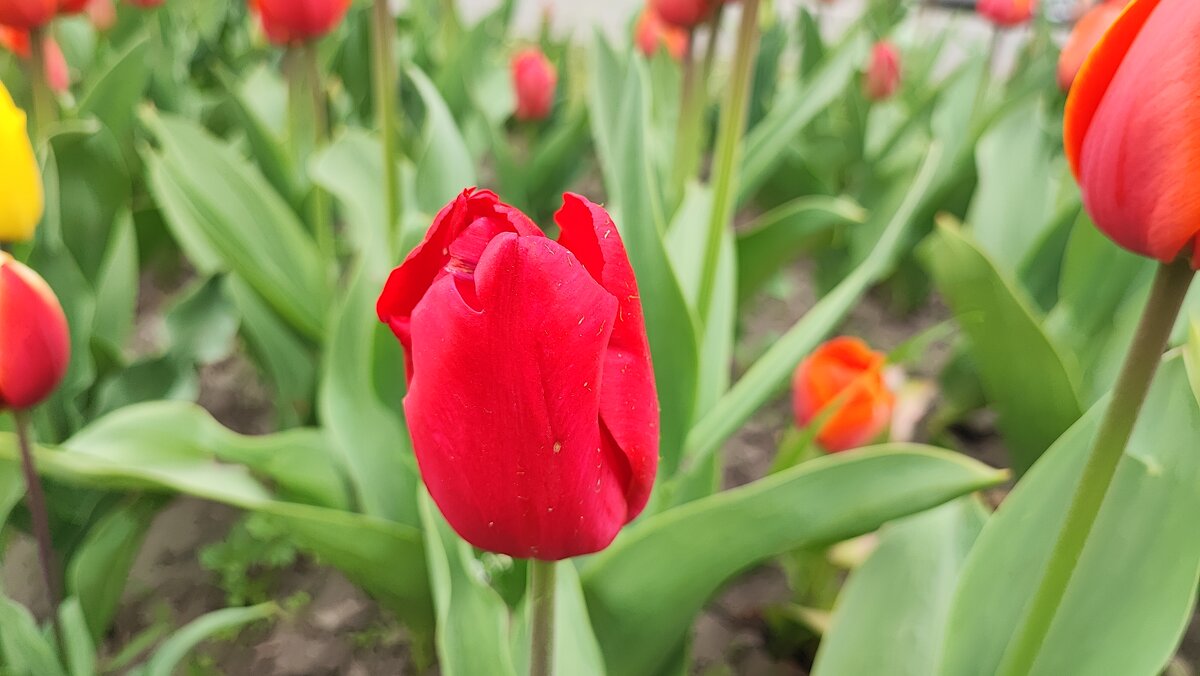 ,,, - Сергей Тимоновский